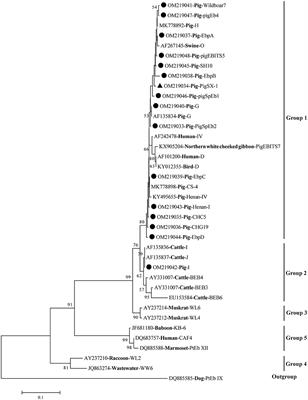 Molecular Detection and Genotyping of Enterocytozoon bieneusi in Pigs in Shanxi Province, North China